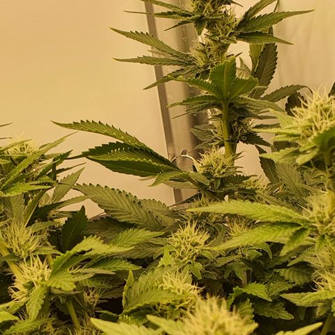 Bubba Kush growlog timeline photo