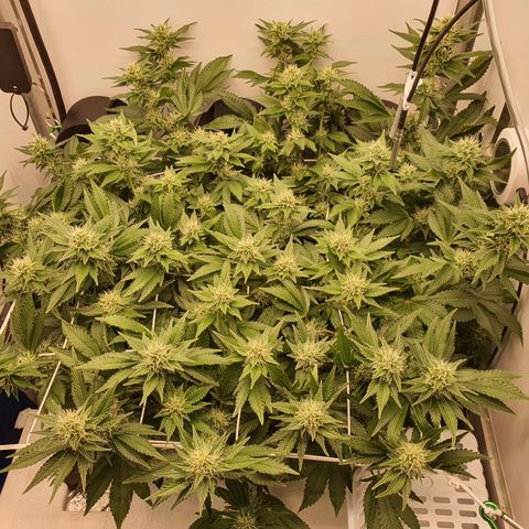 Bubba Kush growlog timeline photo