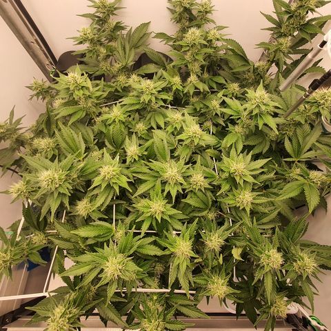 Bubba Kush growlog timeline photo
