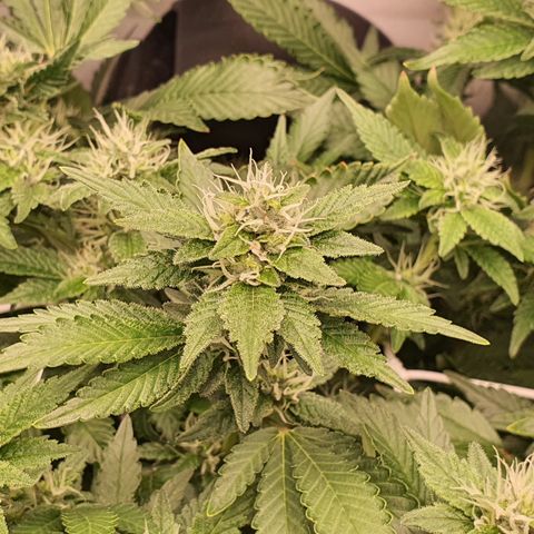 Bubba Kush growlog timeline photo