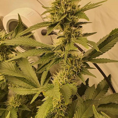 Bubba Kush growlog photo: 1739 2ter Tag mit canabiist+pk13/14