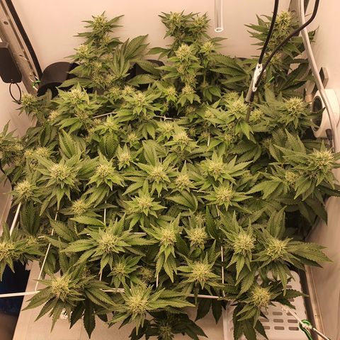Bubba Kush growlog photo: 1739 2ter Tag mit canabiist+pk13/14