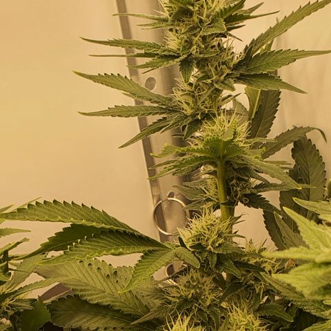 Bubba Kush growlog photo: 1739 2ter Tag mit canabiist+pk13/14