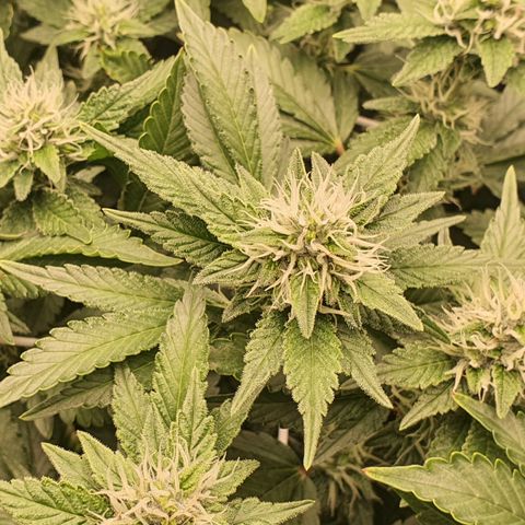 Bubba Kush growlog photo: 1739 2ter Tag mit canabiist+pk13/14