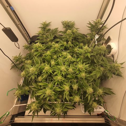 Bubba Kush growlog photo: 1739 2ter Tag mit canabiist+pk13/14