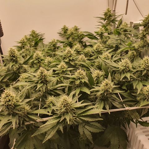 Bubba Kush growlog timeline photo