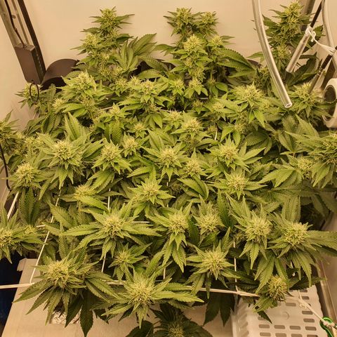Bubba Kush growlog timeline photo