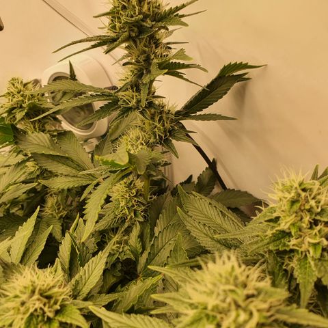 Bubba Kush growlog timeline photo
