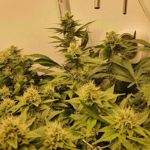 Bubba Kush growlog timeline photo
