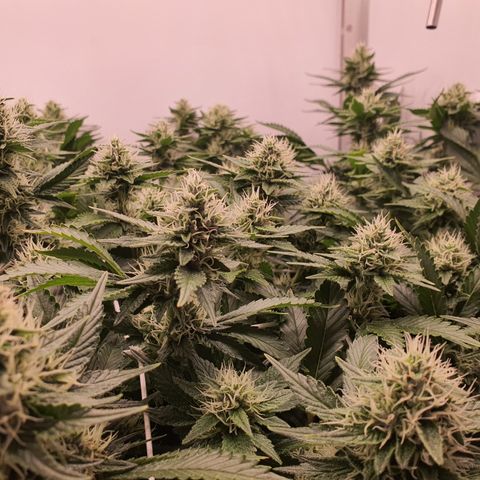 Bubba Kush growlog photo: Call me Mr greeeeeen