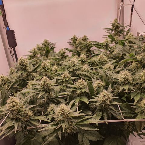 Bubba Kush growlog photo: Call me Mr greeeeeen
