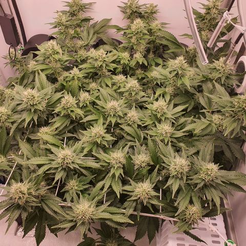 Bubba Kush growlog photo: Call me Mr greeeeeen