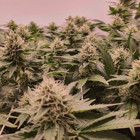 Bubba Kush growlog photo: Call me Mr greeeeeen