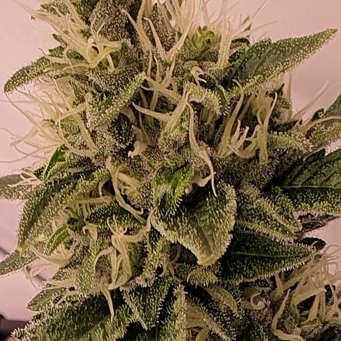 Bubba Kush growlog timeline photo