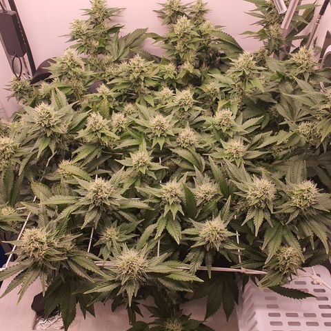 Bubba Kush growlog timeline photo