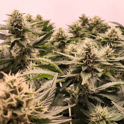 Bubba Kush growlog timeline photo