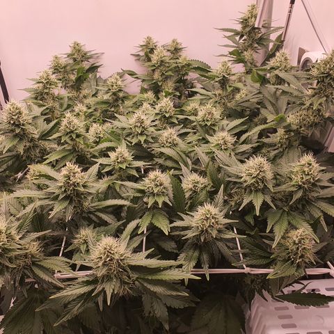 Bubba Kush growlog timeline photo