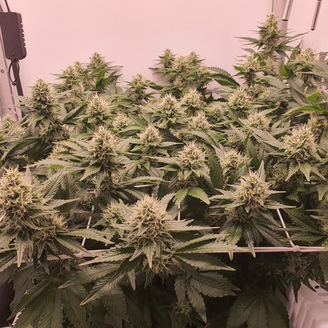Bubba Kush growlog timeline photo