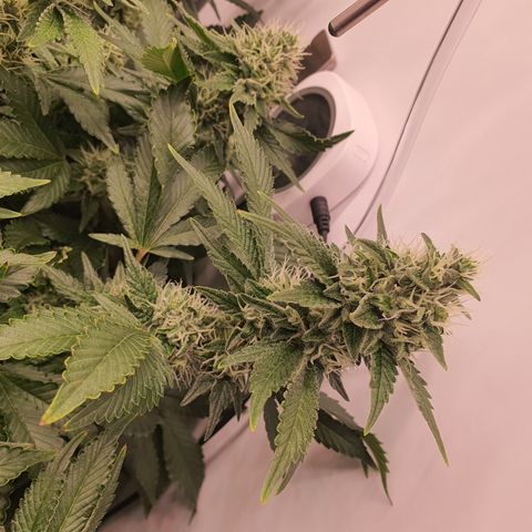 Bubba Kush growlog timeline photo