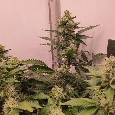 Bubba Kush growlog timeline photo