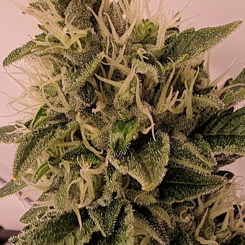 Bubba Kush growlog timeline photo