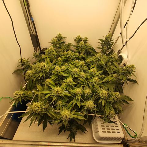 Bubba Kush growlog timeline photo