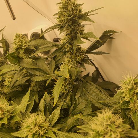 Bubba Kush growlog timeline photo