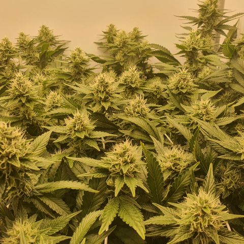 Bubba Kush growlog timeline photo