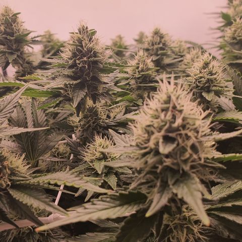 Bubba Kush growlog timeline photo