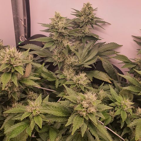 Bubba Kush growlog timeline photo