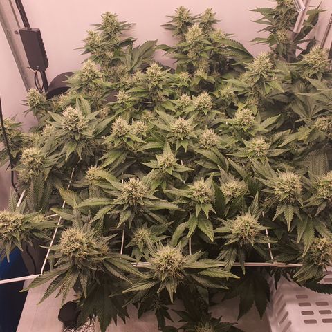 Bubba Kush growlog timeline photo