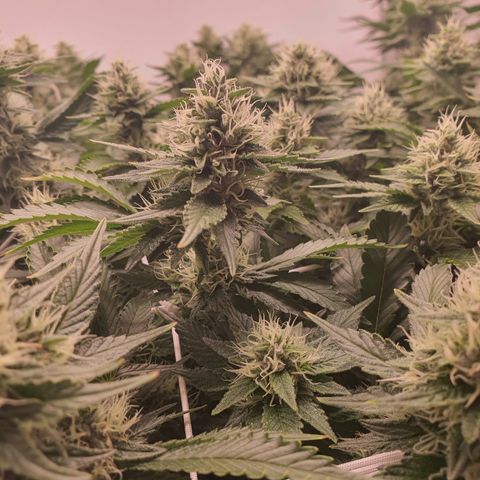 Bubba Kush growlog timeline photo