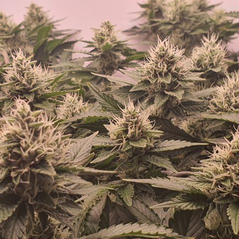 Bubba Kush growlog timeline photo