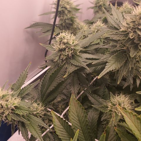 Bubba Kush growlog timeline photo