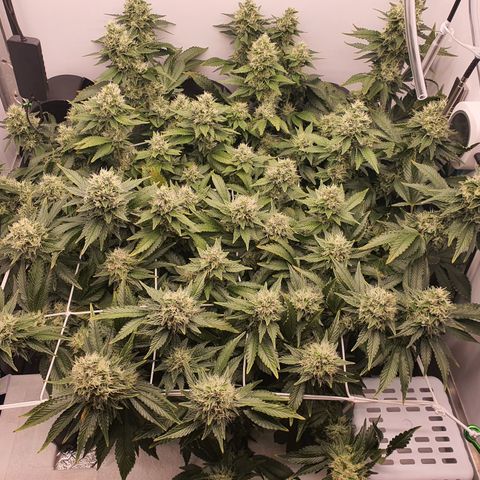Bubba Kush growlog photo: Noch 14 Tage, 10 Tage Ripen, 1 Tag Flora kleen 24h und danach 3 Tage Licht mit normalen Wasser zur Ernte
