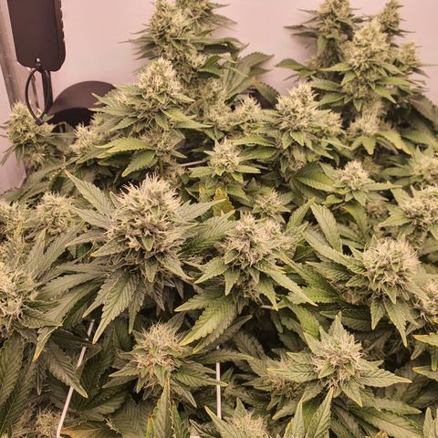 Bubba Kush growlog photo: Noch 14 Tage, 10 Tage Ripen, 1 Tag Flora kleen 24h und danach 3 Tage Licht mit normalen Wasser zur Ernte
