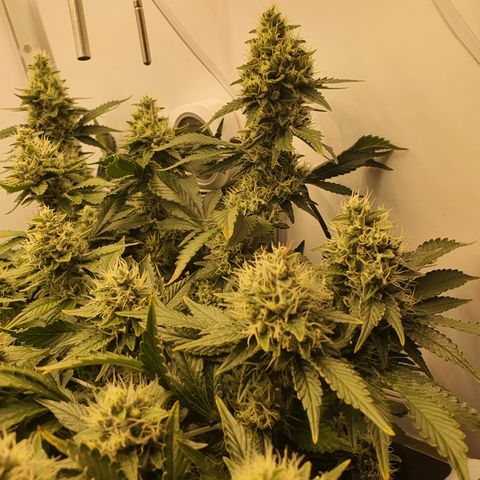 Bubba Kush growlog photo: Noch 14 Tage, 10 Tage Ripen, 1 Tag Flora kleen 24h und danach 3 Tage Licht mit normalen Wasser zur Ernte