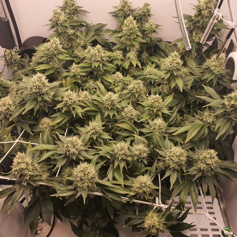 Bubba Kush growlog timeline photo