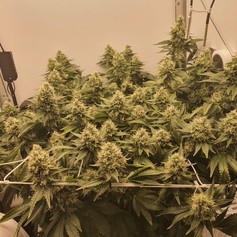 Bubba Kush growlog timeline photo