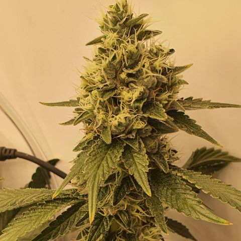 Bubba Kush growlog timeline photo