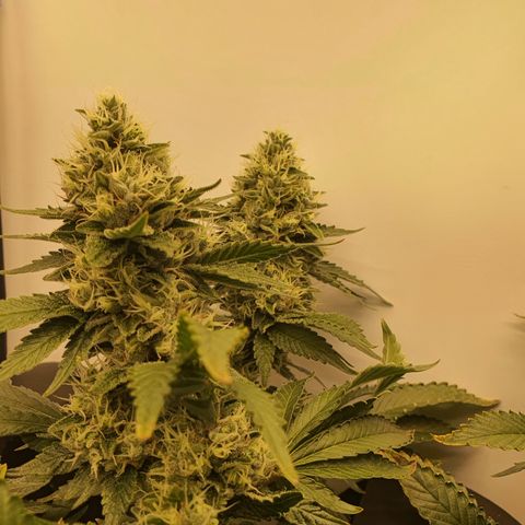 Bubba Kush growlog timeline photo
