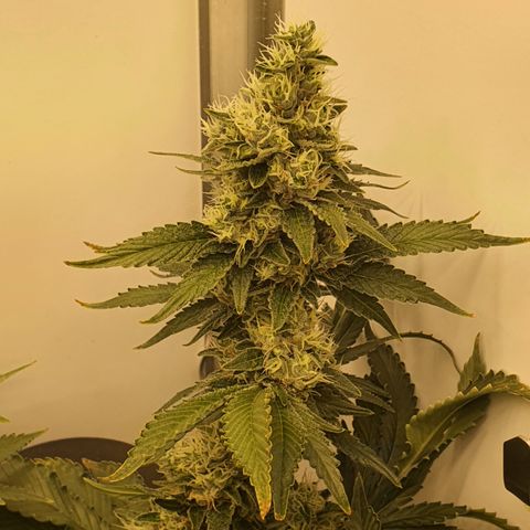 Bubba Kush growlog timeline photo