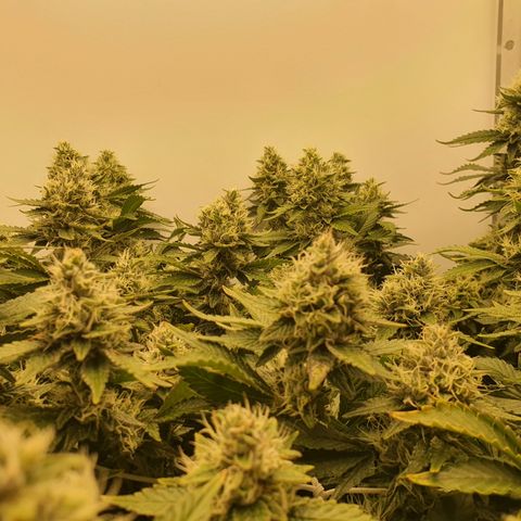 Bubba Kush growlog timeline photo