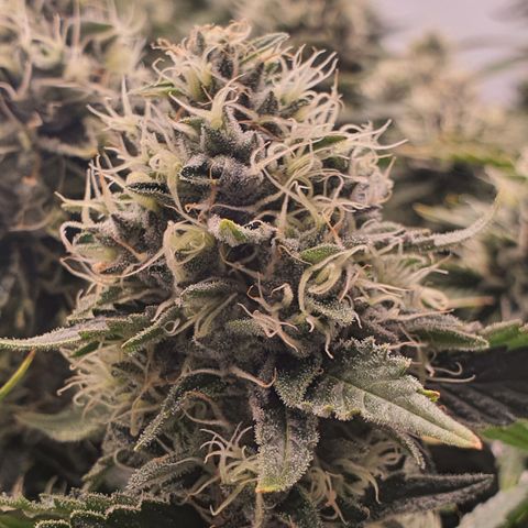 Bubba Kush growlog timeline photo