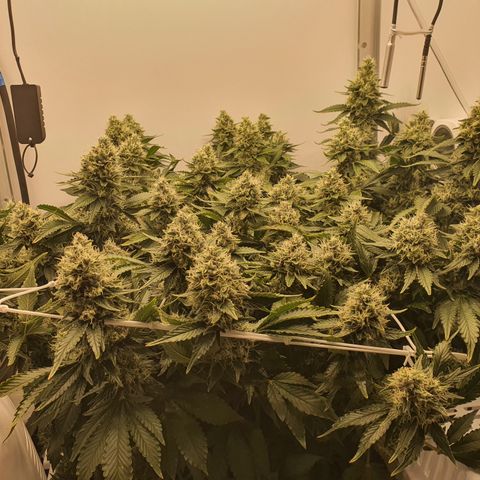 Bubba Kush growlog timeline photo