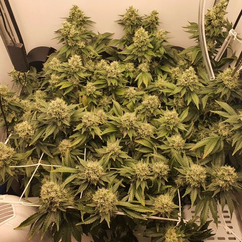 Bubba Kush growlog timeline photo
