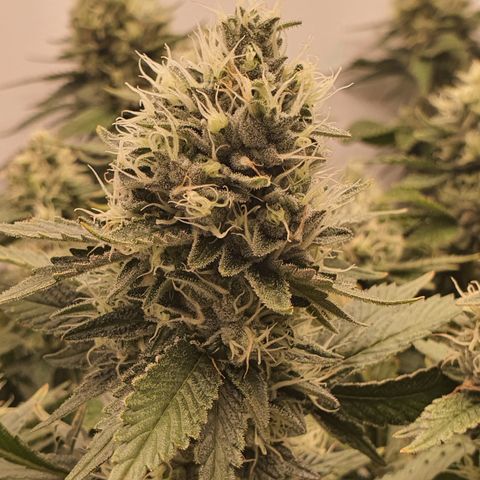 Bubba Kush growlog timeline photo