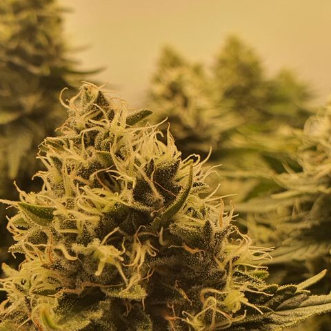 Bubba Kush growlog timeline photo