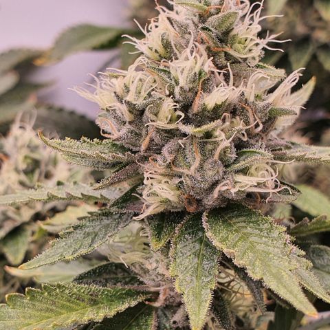 Bubba Kush growlog timeline photo