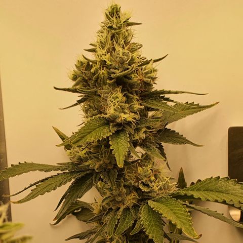 Bubba Kush growlog timeline photo